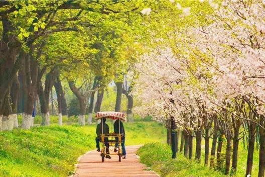 【清明】骑行最美樱花道‘百里钱塘’，邂逅一场樱花雨（1天活动）