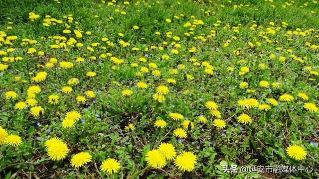 西安户外婚礼场地有几个(陕西宾馆户外园林式婚礼服务为新婚盛典增添诗情画意)(图22)