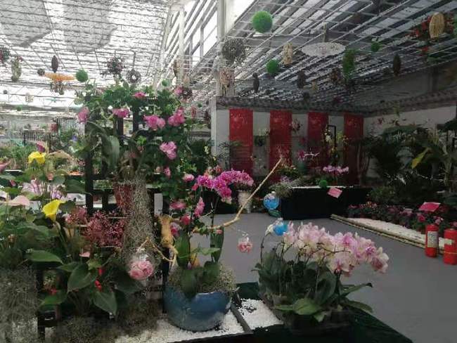 青州黄楼花卉市场位置图片