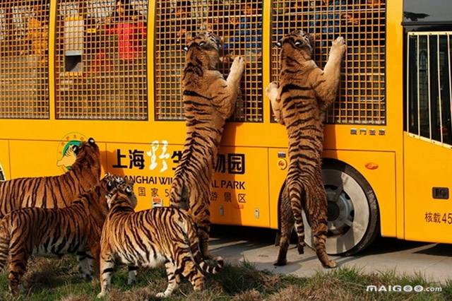 上海亲子活动地方推荐_上海周边2日游推荐亲子_上海推荐好玩的地方