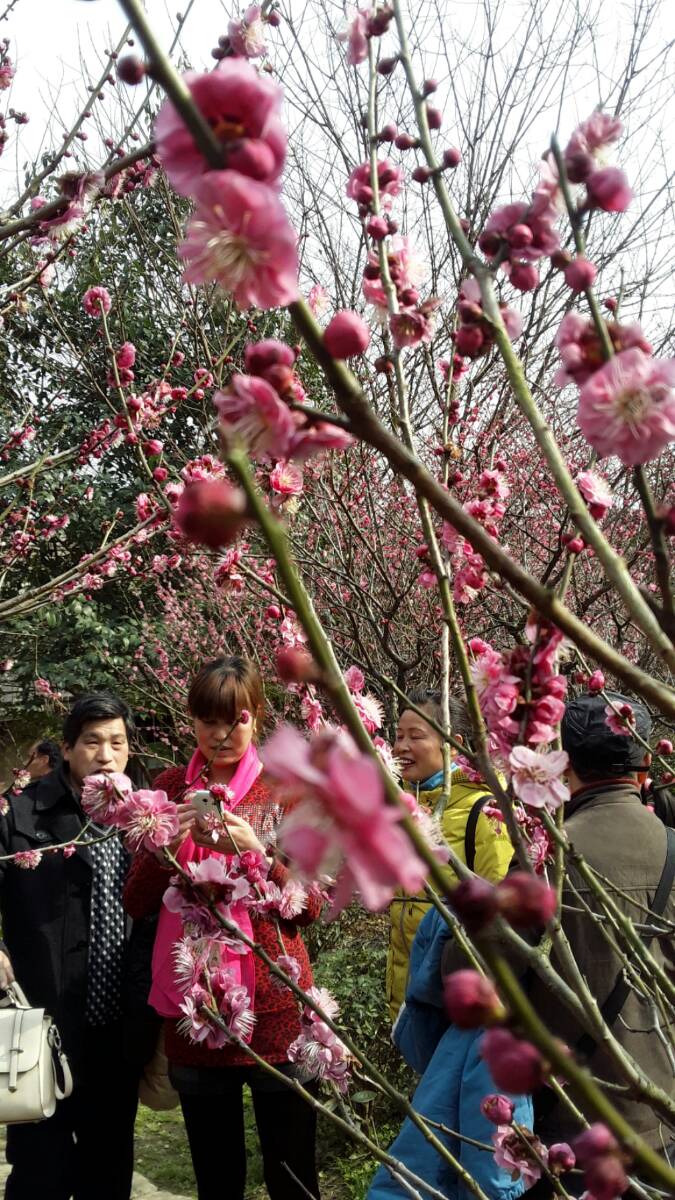 活动场所简介|春节假期去哪玩？不妨看看各大公园的缤纷花展与活动！