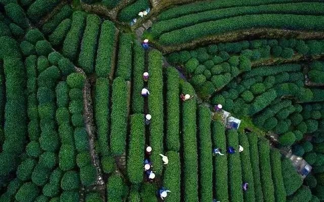 杭州会场布置_布置会场消息_幔纱布置会场图片