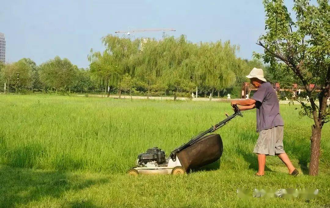 足球场地草坪是什么草_高尔夫场地用什么草坪最好_草坪活动场地