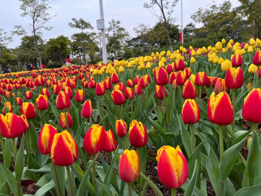 上海恩启静安中心|亮点纷呈 2022上海静安郁金香花博会启幕